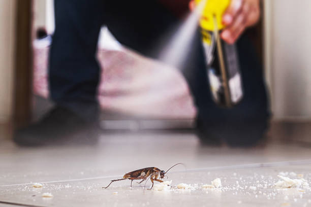 Wasp Removal Services in Newtown, OH